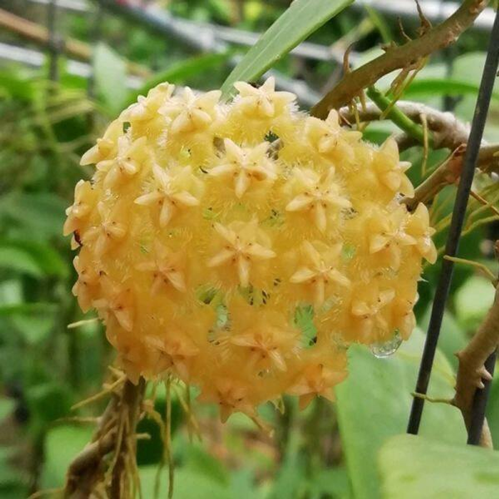 Хойя 100-MINDORENSIS LIGHT YELLOW