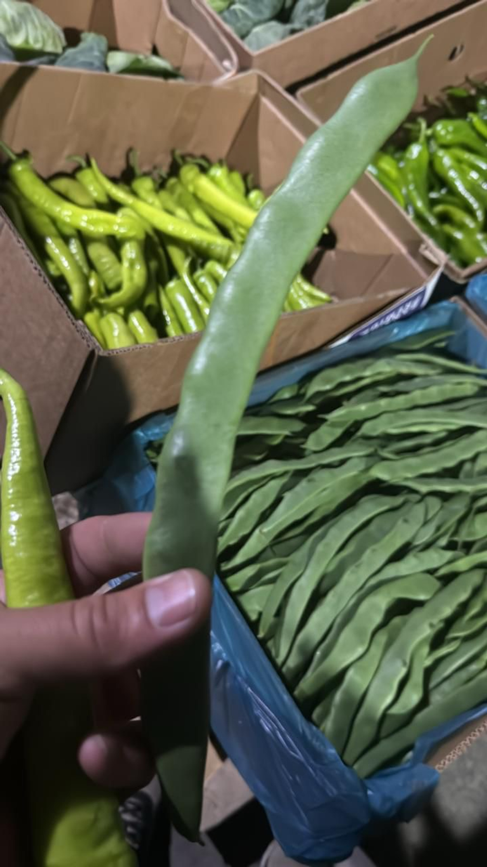 Фасоль спаржевая Денси / Densi 10шт.