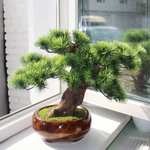 Бонсай Сосна пушистая 45см на натуральном стволе