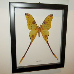 Бабочка Argema mittrei в рамке