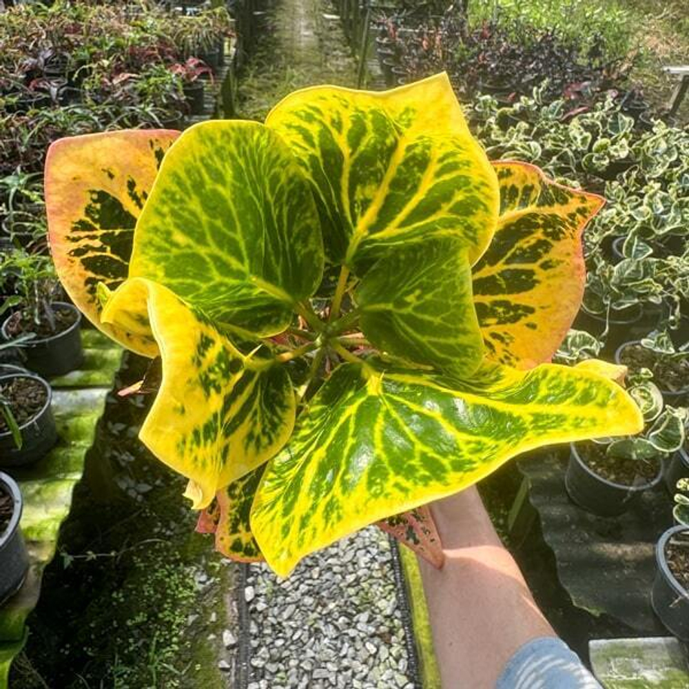 Кротон BIN LAH THONG