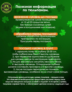 Тюльпан Луковицы неочищенные, Микс сортов, 100шт+