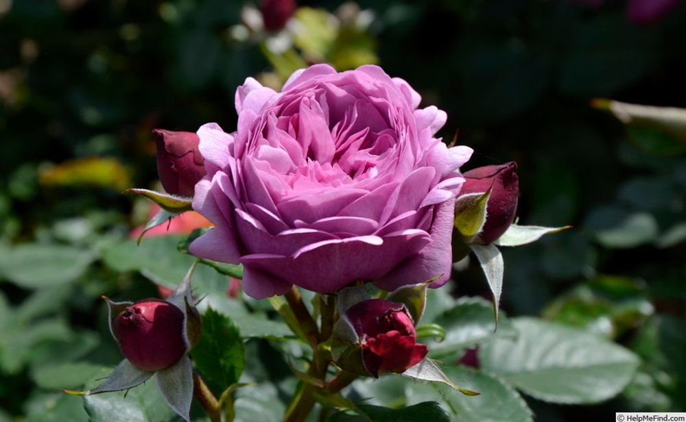 Роз Тэльма (Rose Thelma)