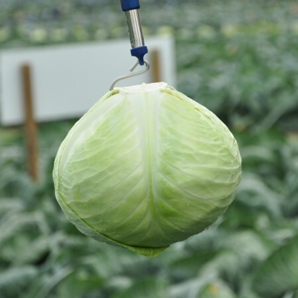 Анкома рз F1 семена капусты белокочанной (Rijk Zwaan / Райк Цваан)