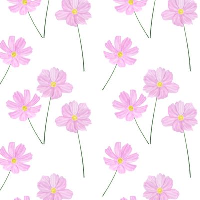 Цветы Космеи акварель