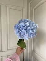 Гортензия в голубом оттенке