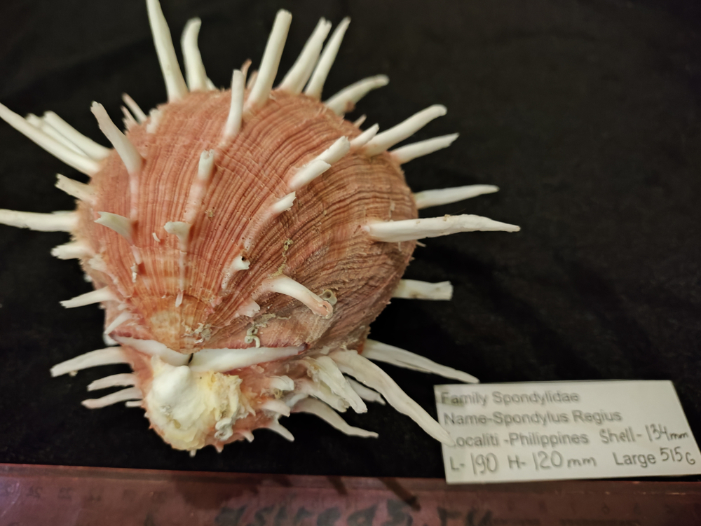 Спондилюс Региус (110-150 мм)