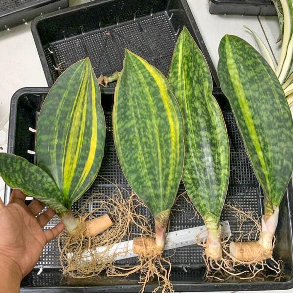 Сансевиерия MASONIANA CONGO