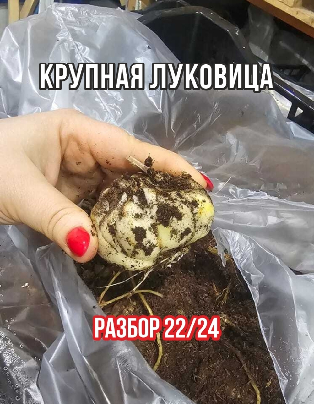 Лилия Луковица, Сантандер, 3 шт