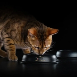 Pro plan cat senior 7+ sterilised сухой корм для стерилизованных кошек старше 7 лет с индейкой - 400 г