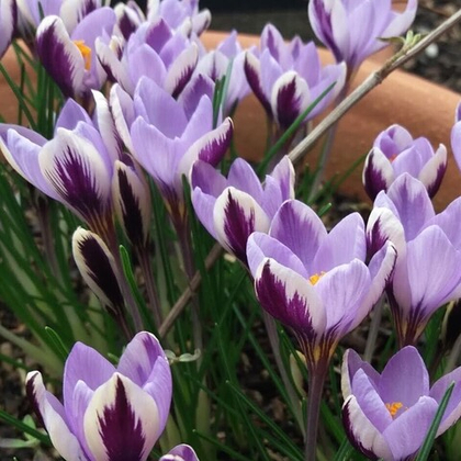 Крокус Спринг Бьюти 1шт