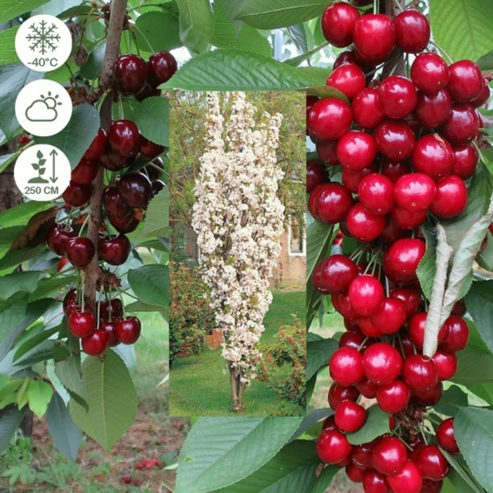 Королева (Колоновидная)