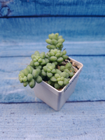 Sedum Burrito (Седум)