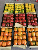 болгарский красный перец. зеленый перец, желтый перец- Египет