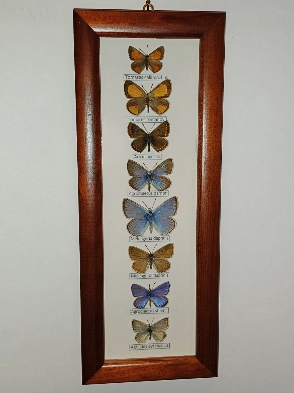 Коллекция кавказских голубянок