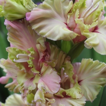 Гладиолус крупноцветковый Прага