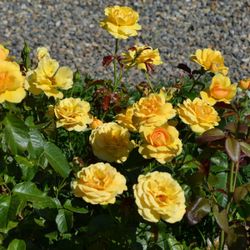 Амбер Куин (Amber Queen)