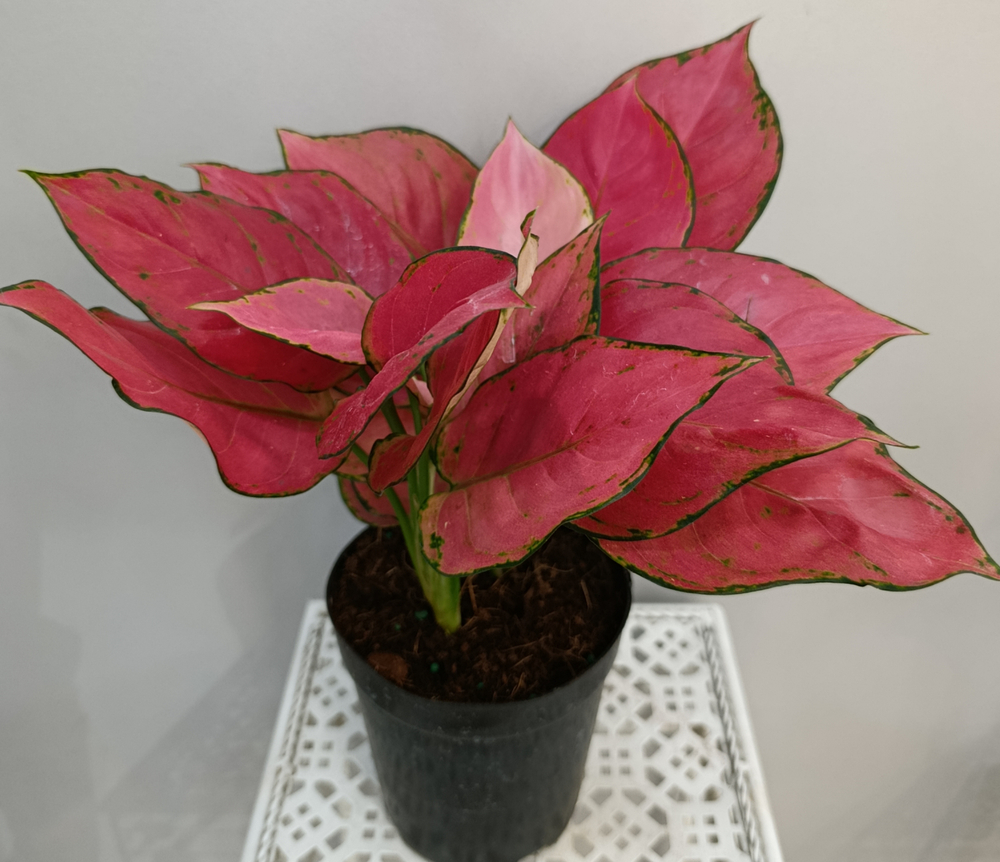 Аглаонема Джили Ред