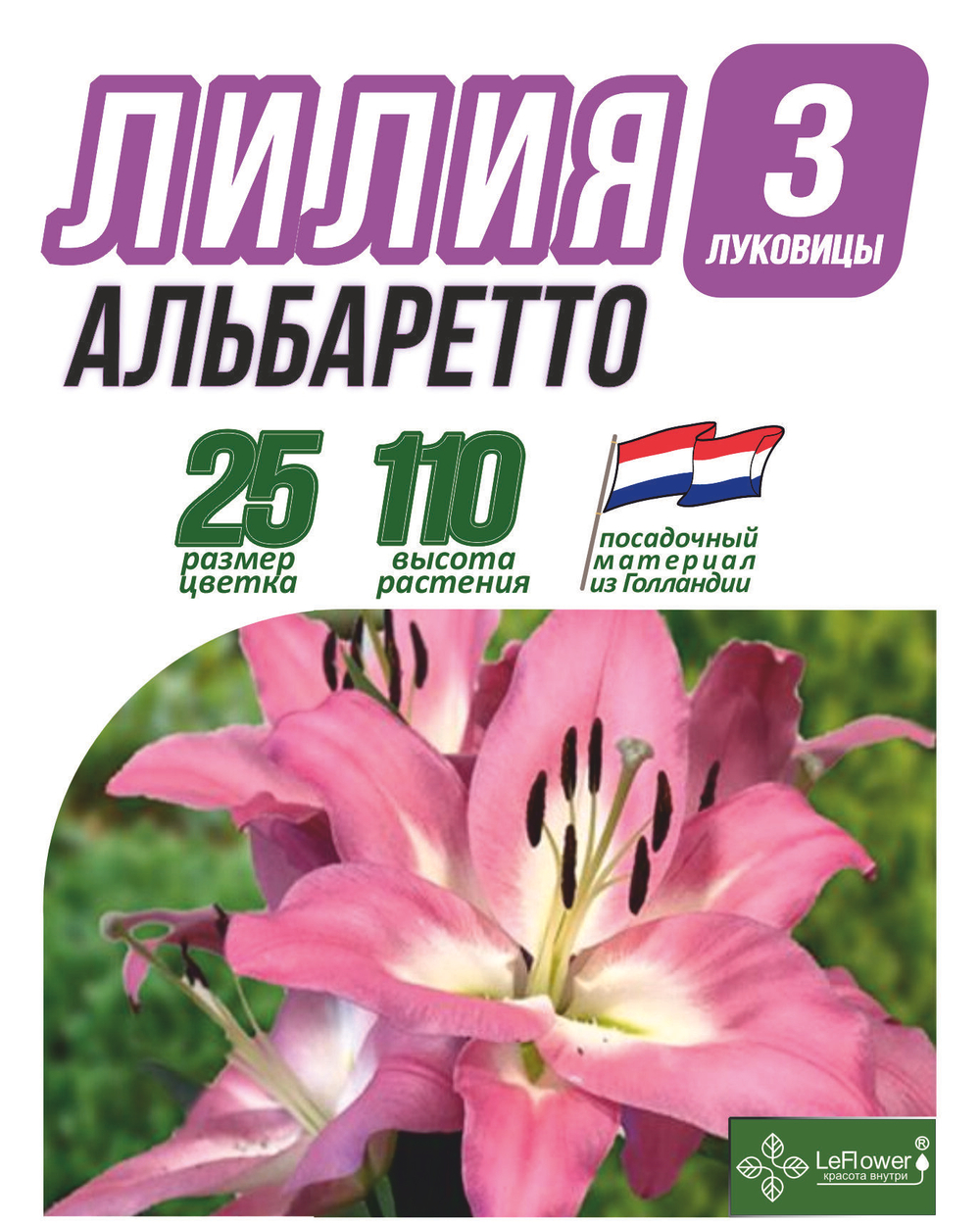 Лилия Луковица, Альбаретто, 3 шт