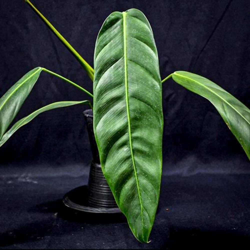 Филодендрон PATRICIAE