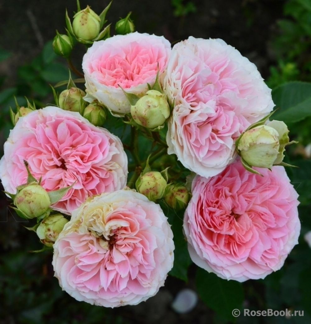 Курфюрстин Софи (Kurfurstin Sophie)