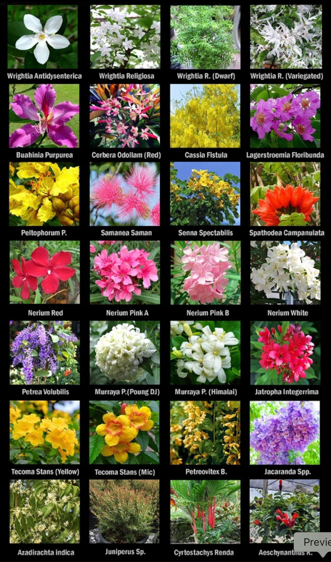 Иксора, круглый кумкват, аламанда, табернемонтана и другое