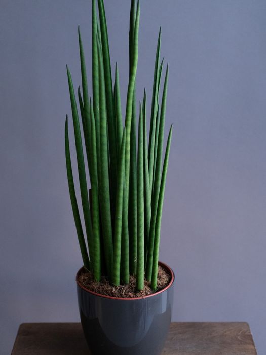 Сансевиерия Микадо (D-14)