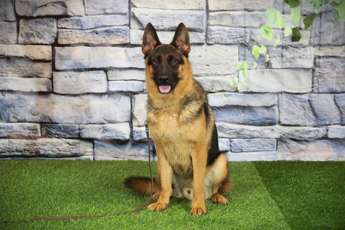 ФОРД Из Поместья Боговик