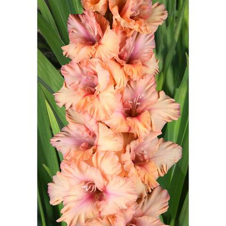 Гладиолус Пока Горит Свеча (5 шт) Волжский Сад