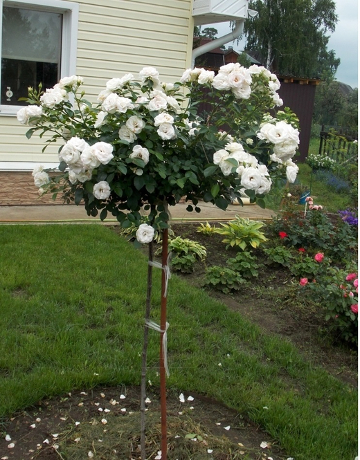 Роза Аспирин штамб 120-140 см Закупка М21 весна 2026