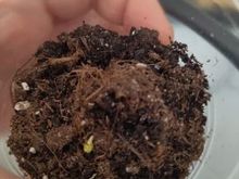 ПАСАЛИМО F1 семена огурца (Syngenta | Alexagro)