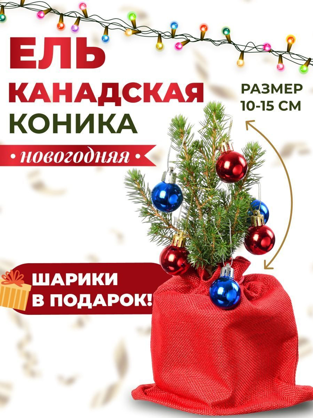 Саженец Ель канадская Коника новогодняя 10-15 см
