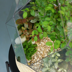 Флорариум бонсай Японский вяз Фаберже