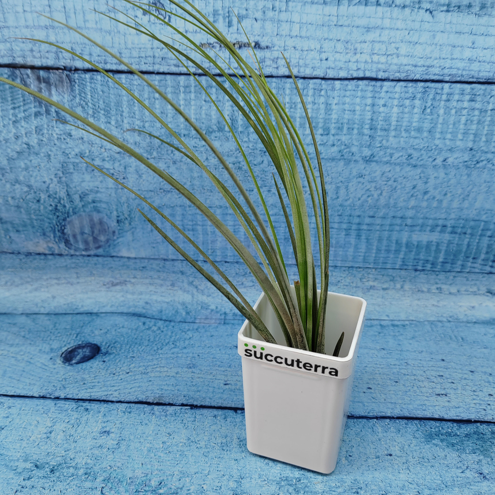 Tillandsia Juncea (Тилландсия Ситниковая)