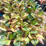 Аглаонема THE SUN