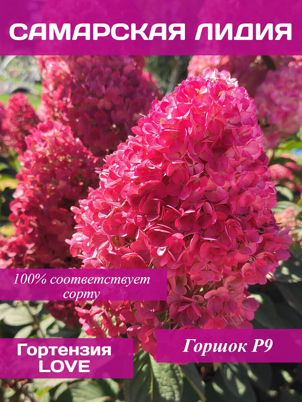 Самарская Лидия гортензия метельчатая