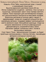 Злак Ковыль тончайший Хвост Пони Пони Тейлз