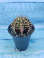Gymnocalycium T-Rex Pink hybride (Гимнокалициум T-rex)