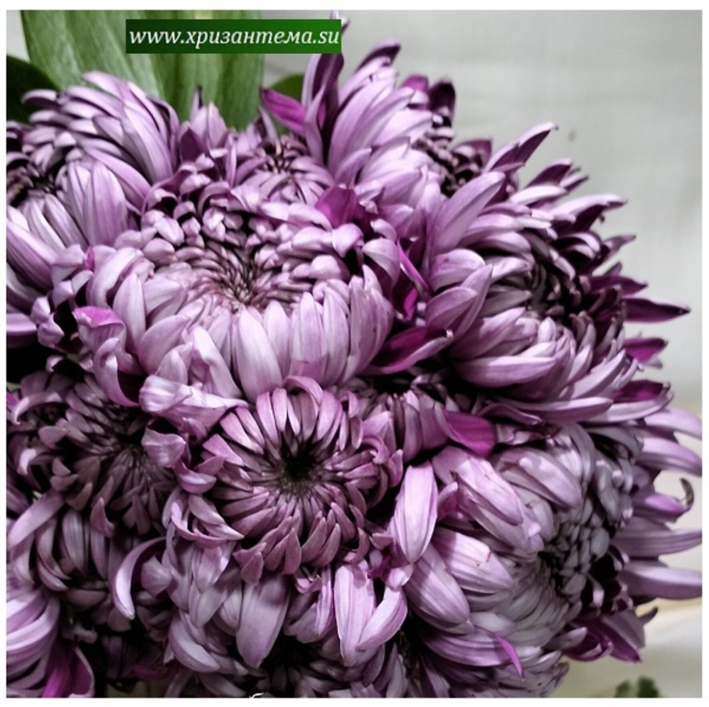 Хризантема домашняя темно фиолетовая    (отгрузка Май)