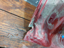 Дверь передняя правая Kia Seltos 19-нв Б/У Оригинал 76004Q5001