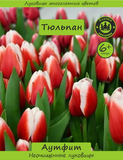 Тюльпан Луковица, Аутфит, 6+ шт