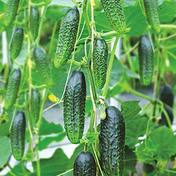 Семена огурца Сатина F1, Nunhems, 7 шт.