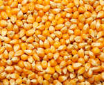 Кукуруза (цельная, молотая, дроблённая)