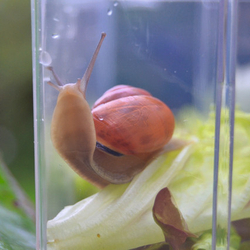 "От зародыша до взрослого растения" Комплект лабораторного оборудования