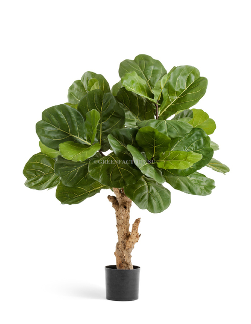 Фикус Лирата Форест
