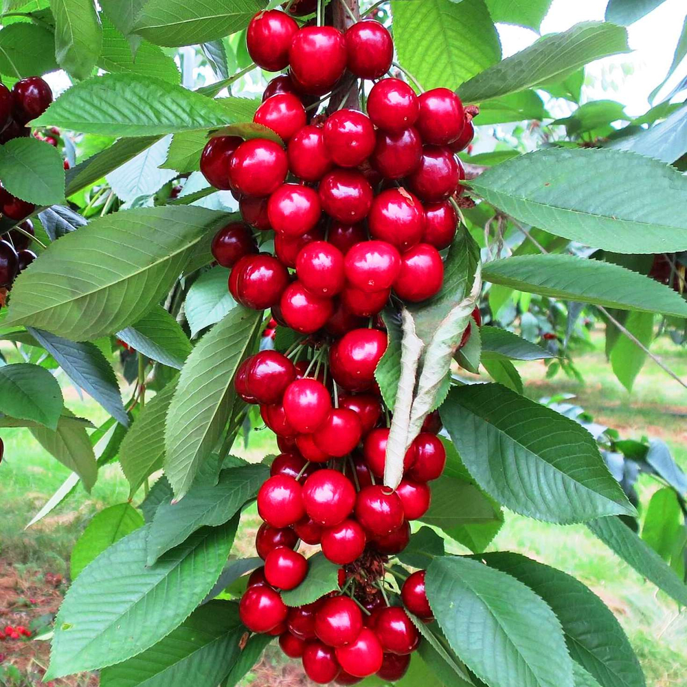 Вишня колоновидная Королева