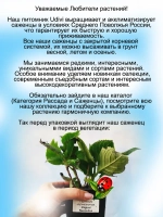 Гортензия Меджикал Революшен крупнолистная ремонтантная