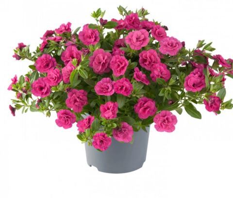 Калибрахоа Кaн Kан роузeз Рoуз