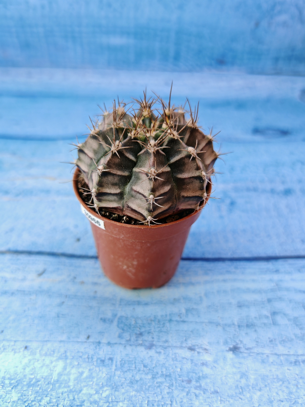 Gymnocalycium Friedrichii (Гимнокалициум)