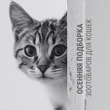 Осенняя подборка для кошек